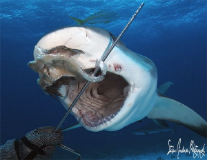 During a recent trip to Nassau I had the great adventure ... by Steven Anderson 